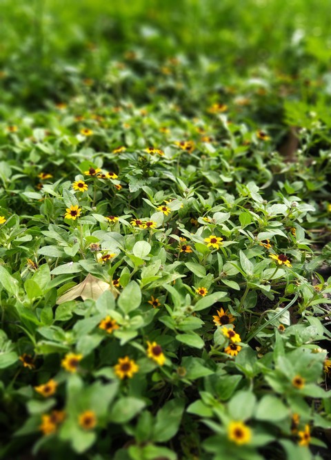 Floresta