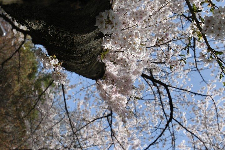 벚꽃