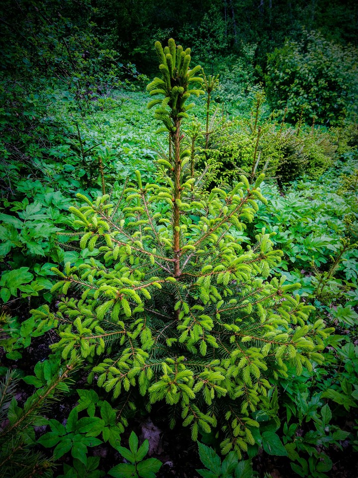 A Small Spruce