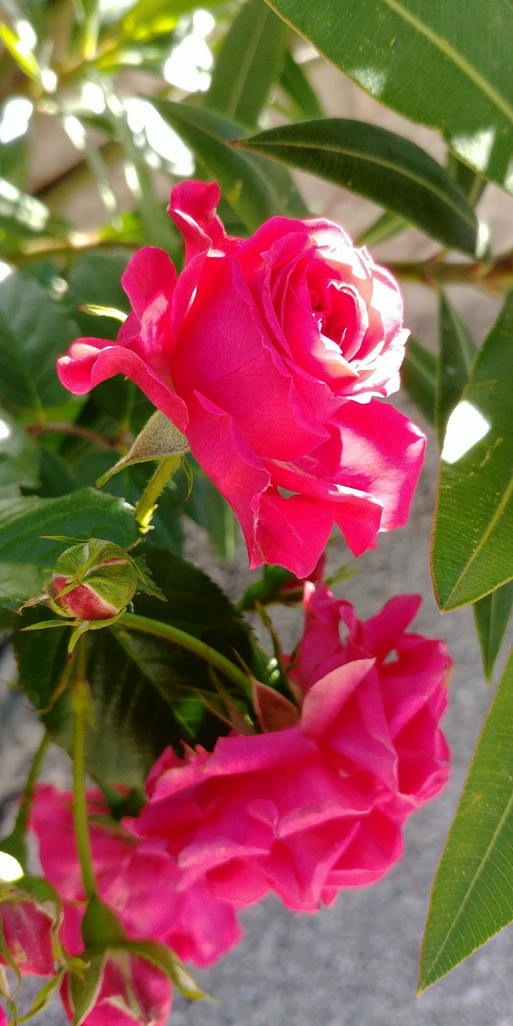 Pink Rose