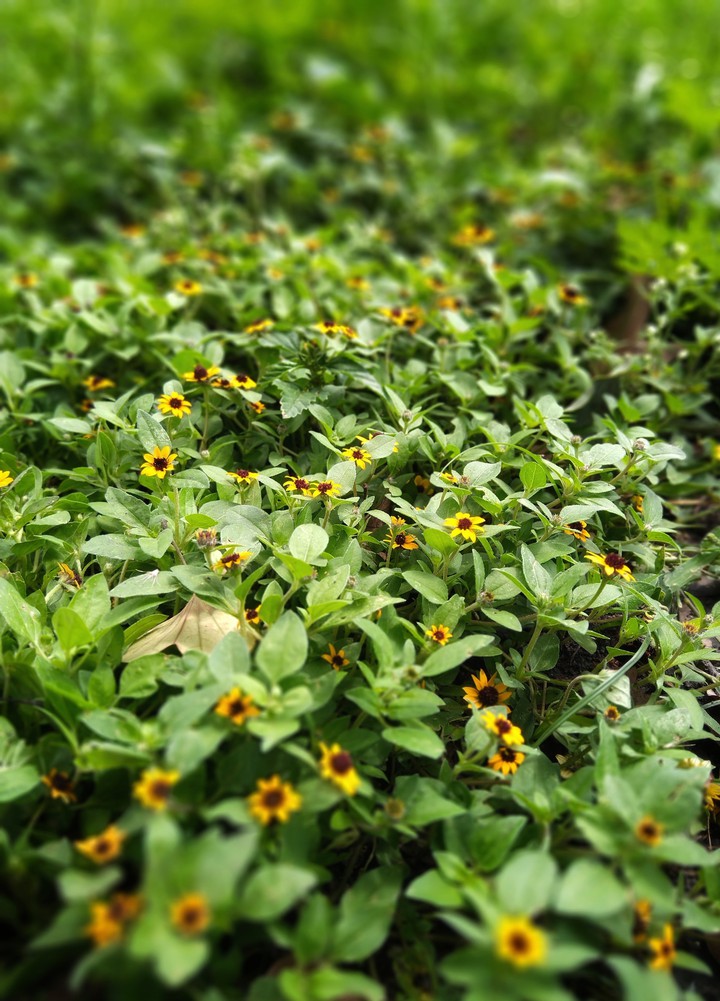 Floresta