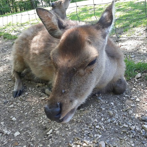 hirsch