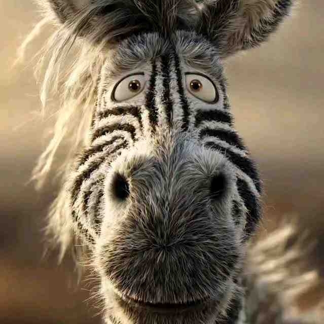 zebra