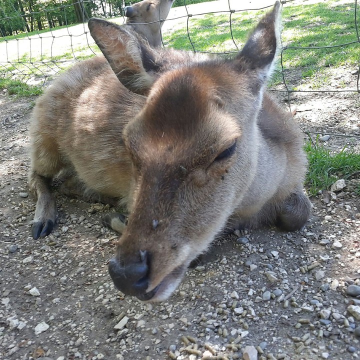 hirsch