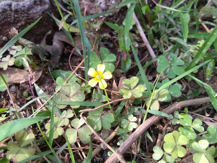 wild flower