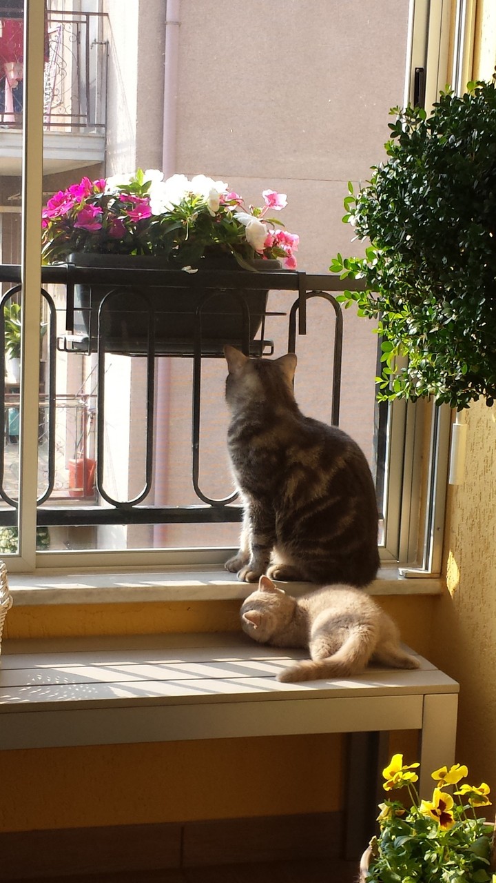 Molly e Arturo