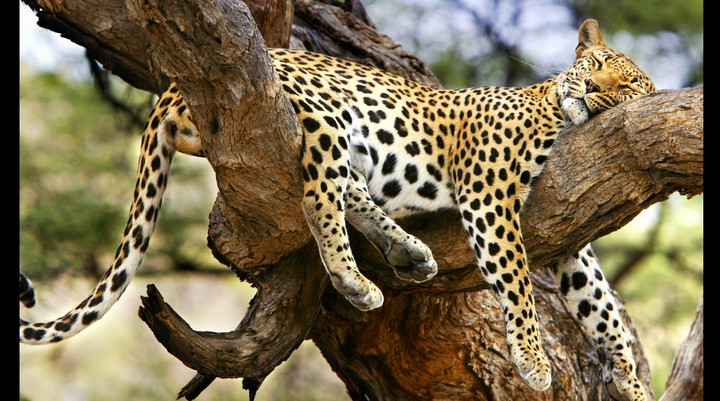 African leopard