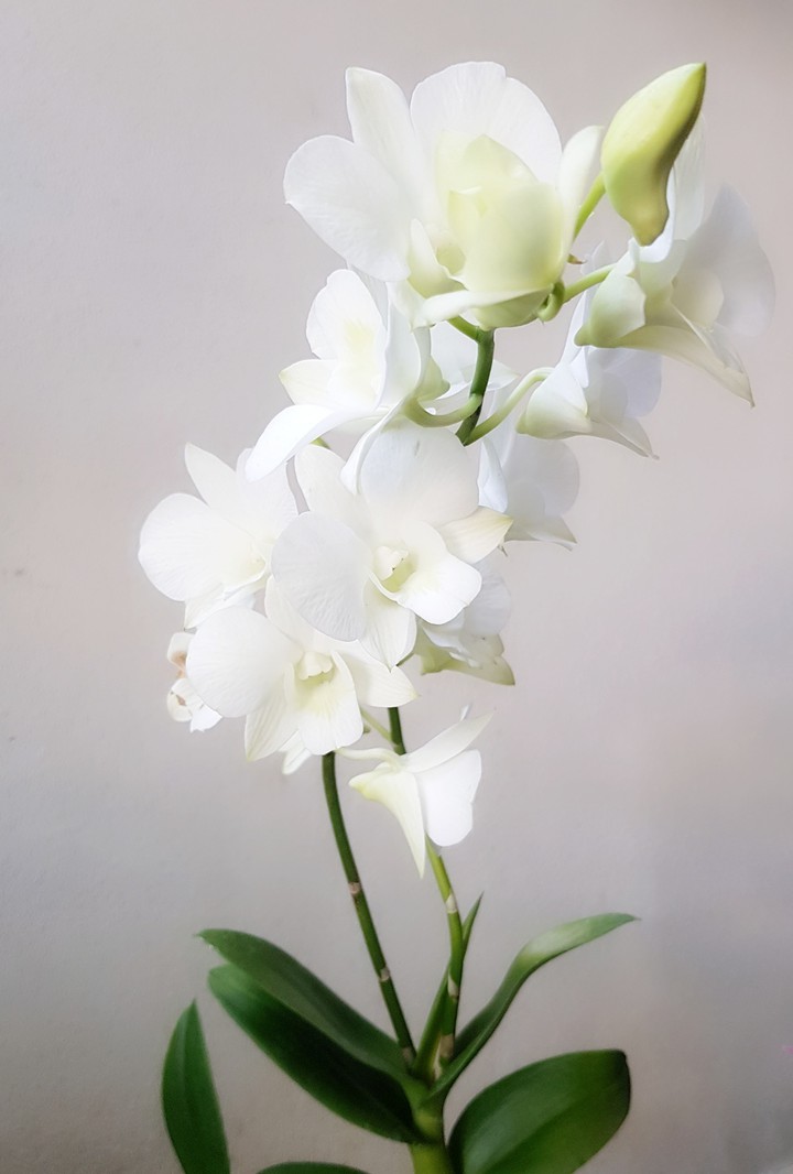 Pure White