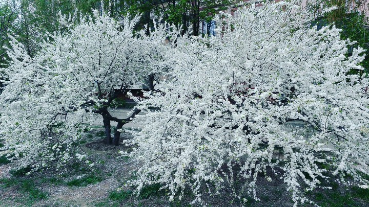 spring2