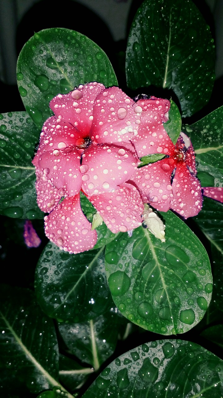 flower