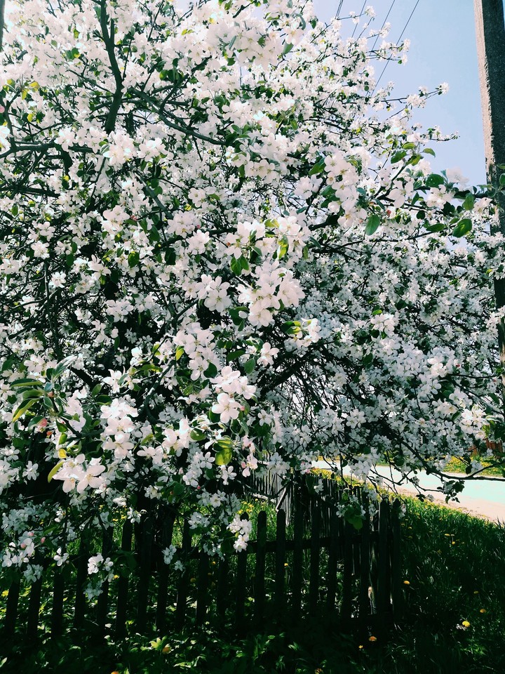 Hello spring