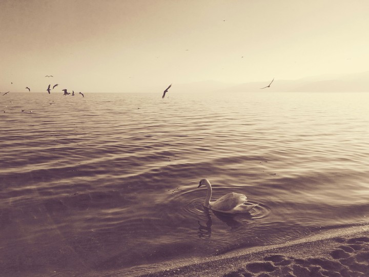 Swan in Ohrid Lake