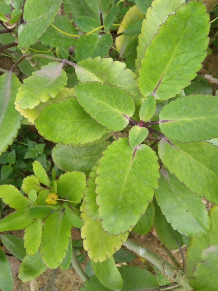 botany