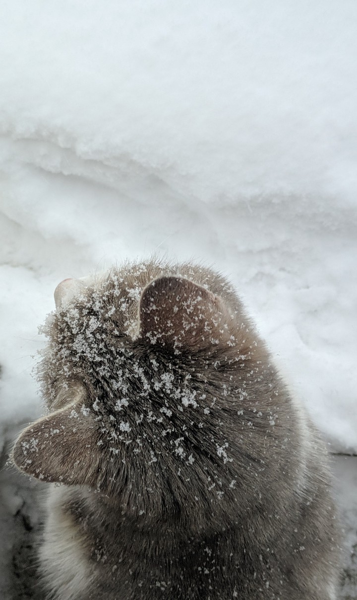 cat in snow