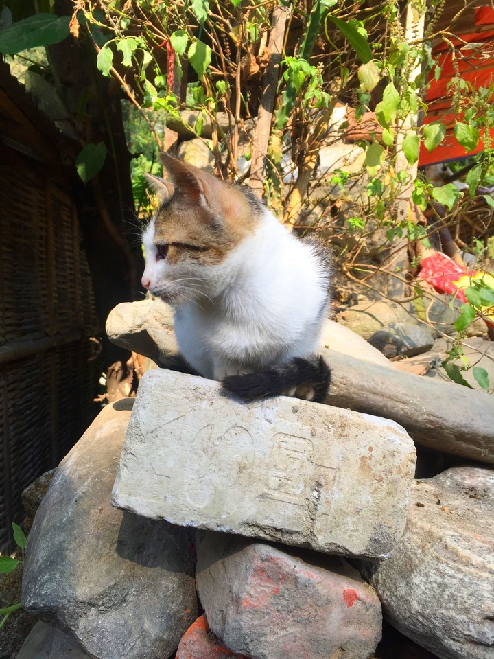 hey kitty