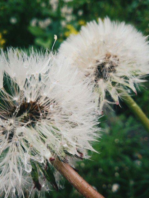 Dandelion