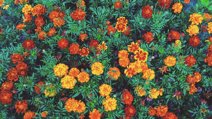 Marigold_flower