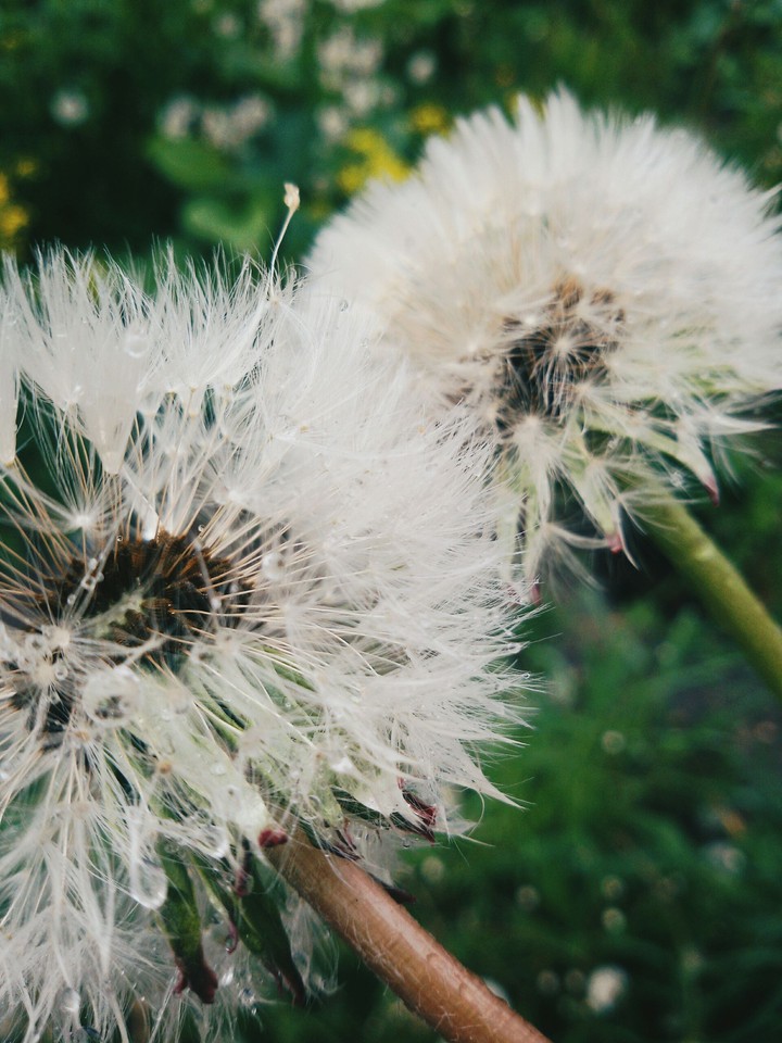 Dandelion