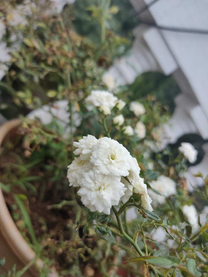 white rose