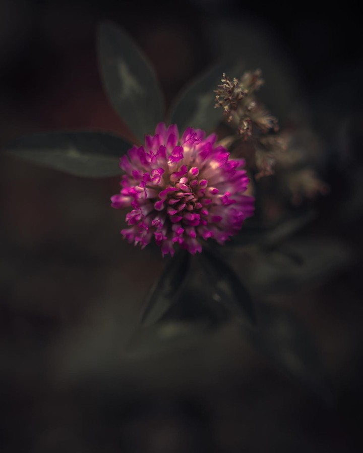 Purple clover