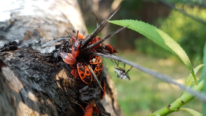 insects stuck to a tree