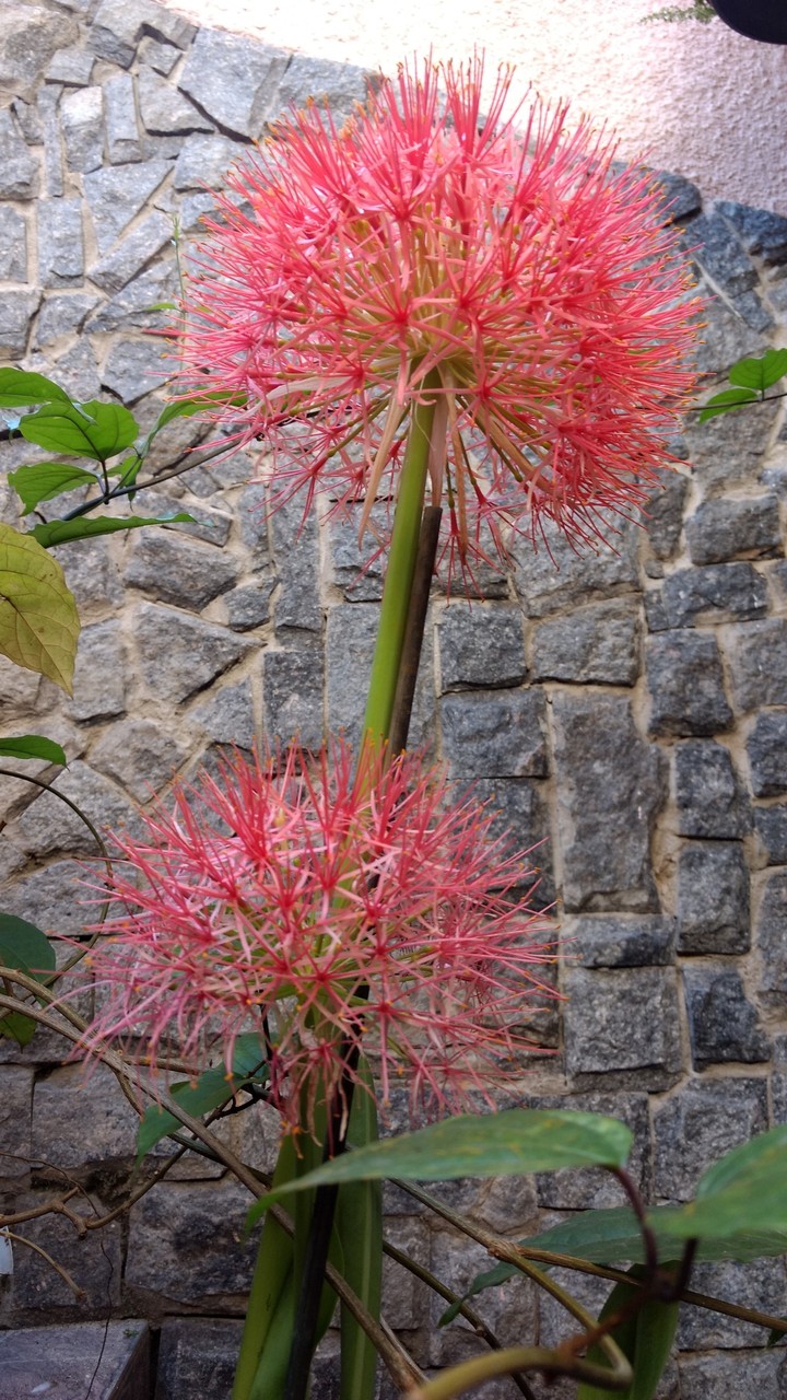 Coroa de Cristo