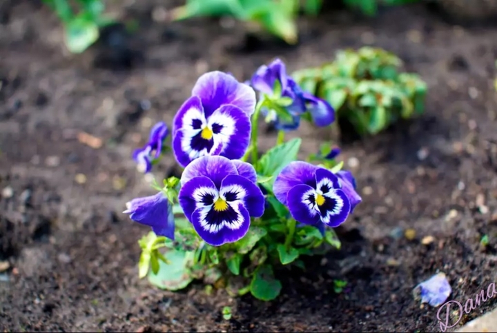violet tree colors