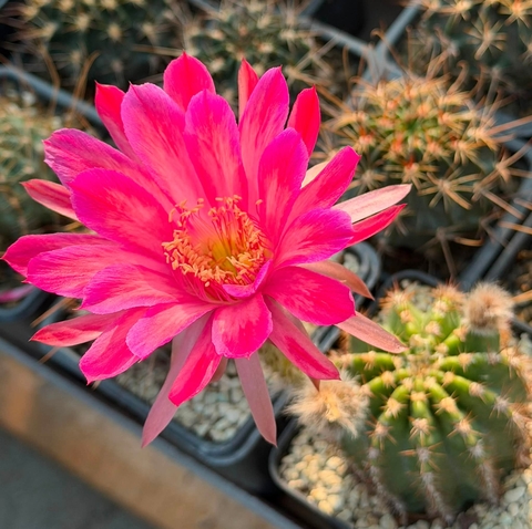 Cactus, Yellow Hintergrundbilder