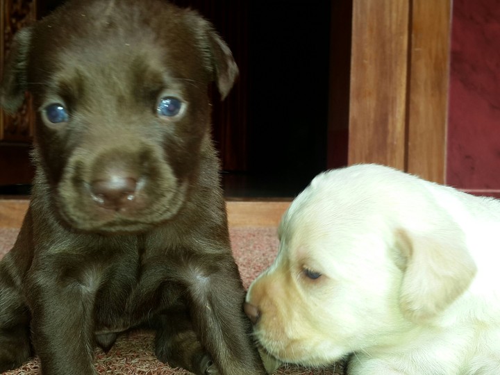 #lab puppy