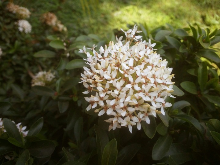 covered flower