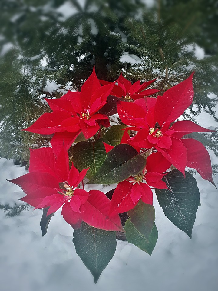 red ... winter day ... inspiration