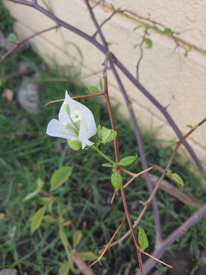 Twig n flower