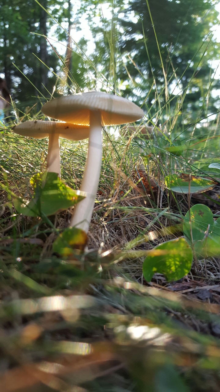 mushroom!