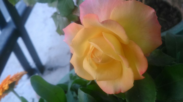 orangerose