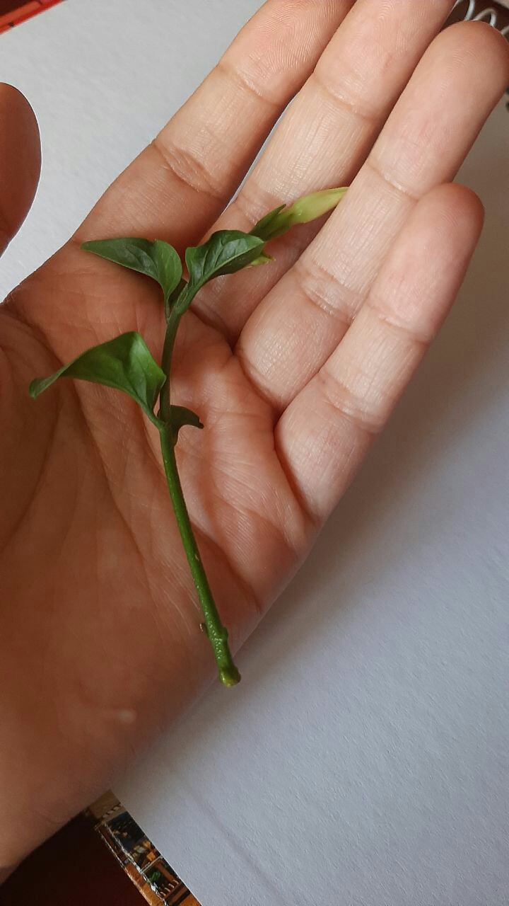 flower