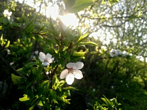 Beauty spring time✅