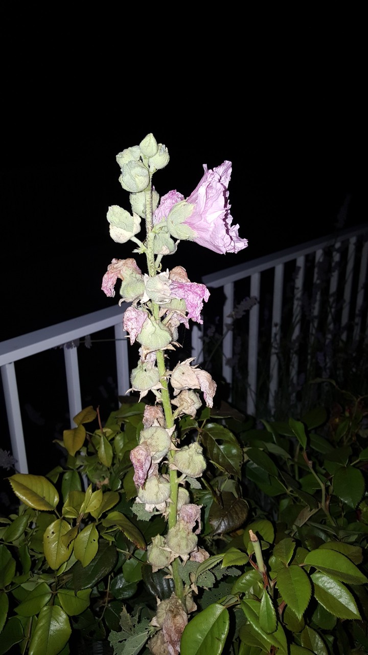 flower dead