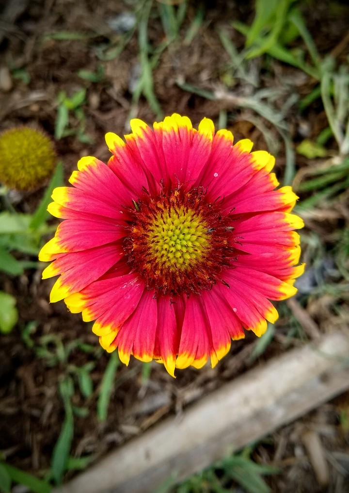 Flame red flower