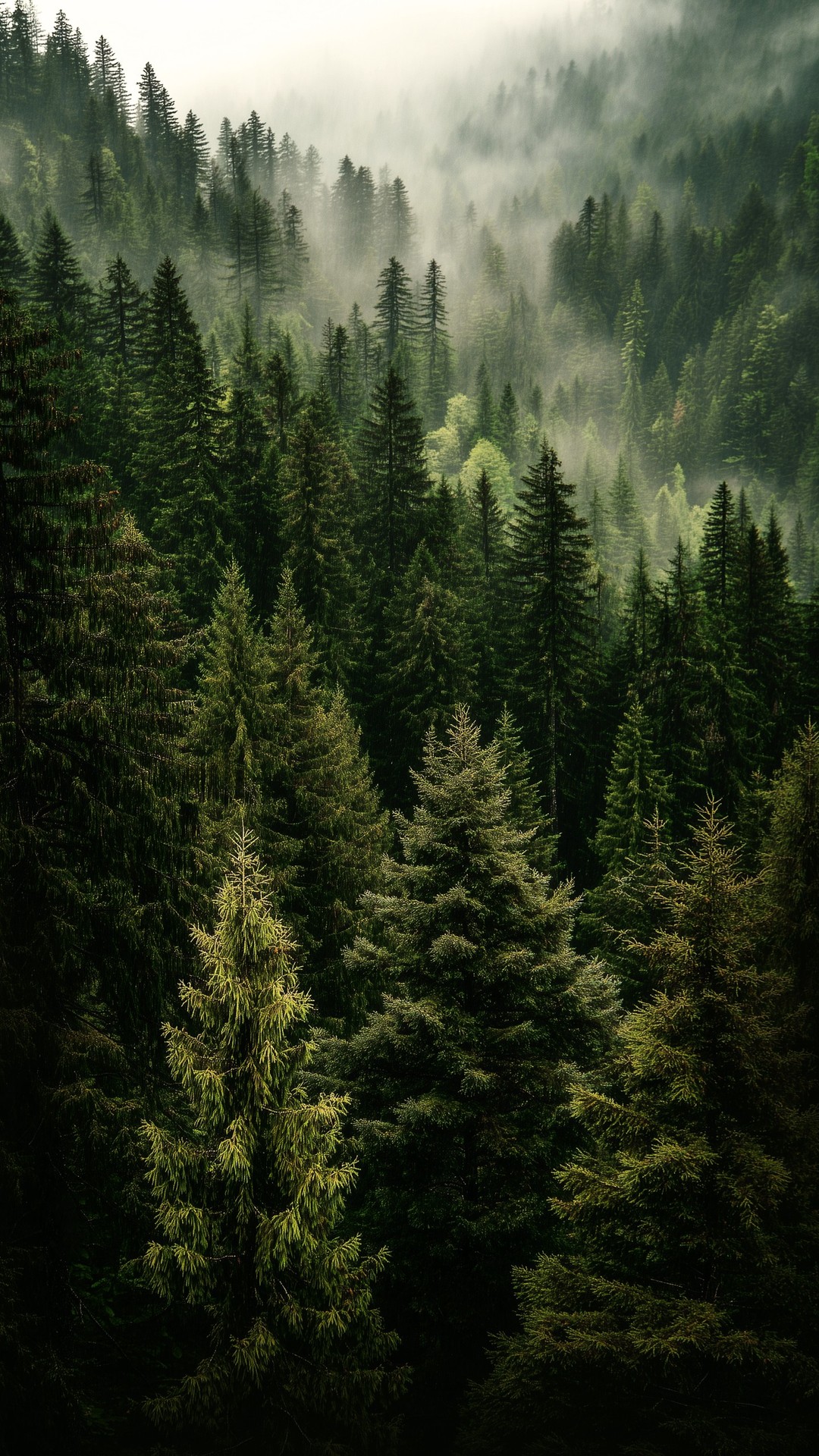 sfondi rainforest, forest