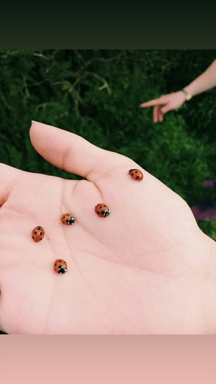 ladybugs