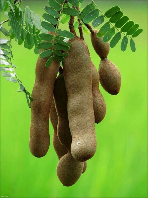 тапети tree, organism