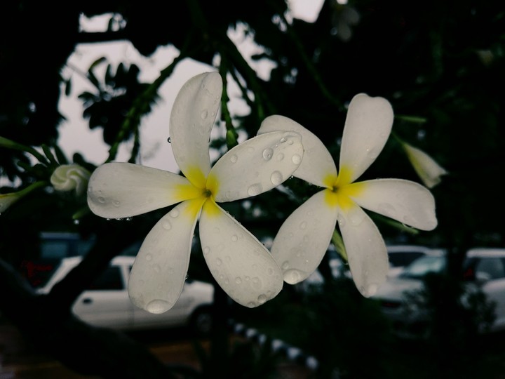 the monsoon