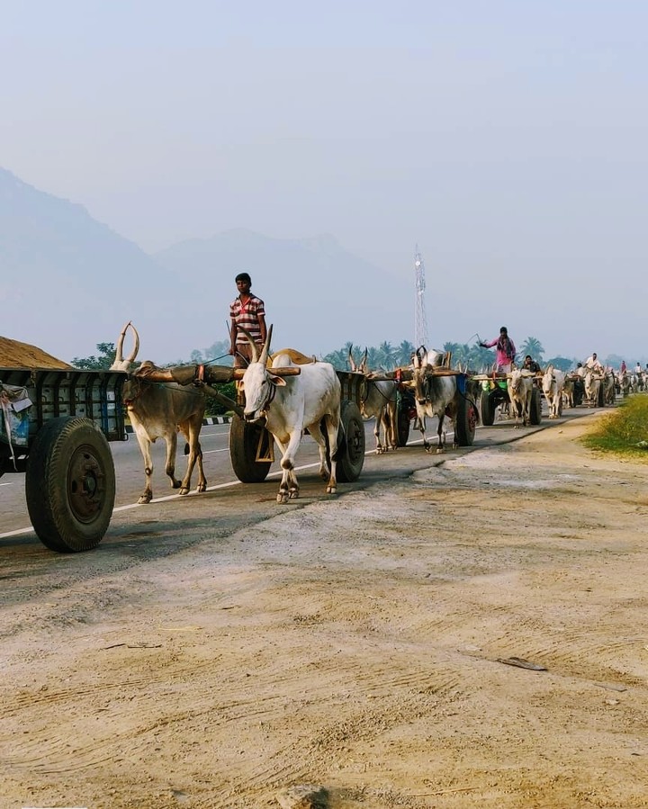 Bullock cart