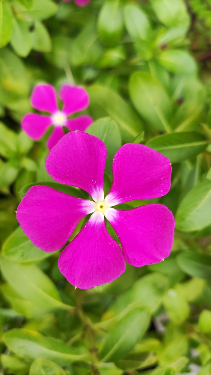 Flower
