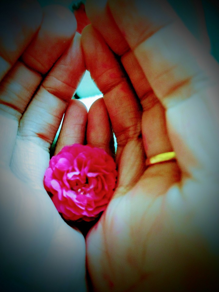 peace of beautiful rose