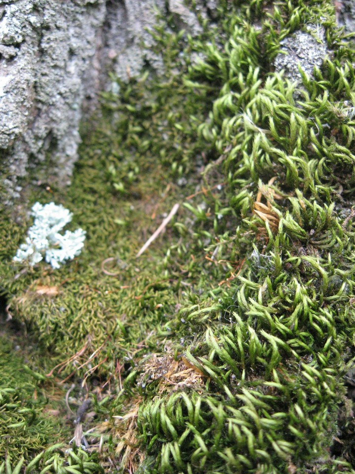 Moss