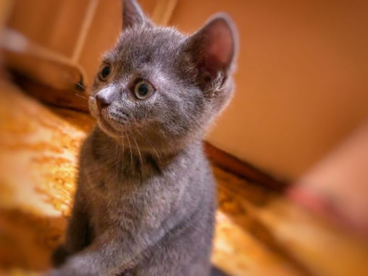 my lovely cat?