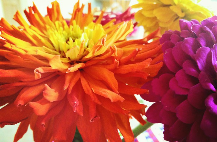 flowers