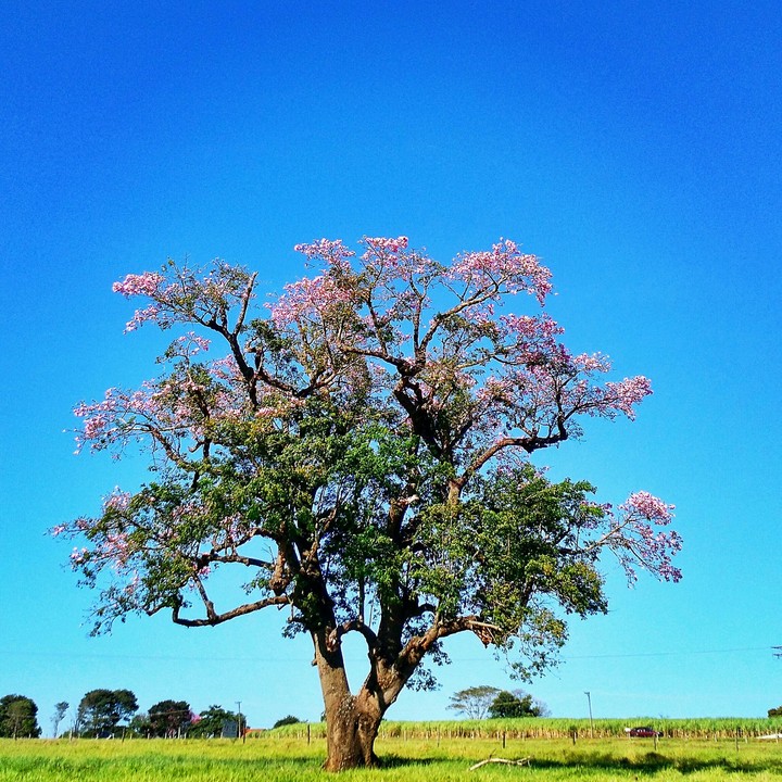tree
