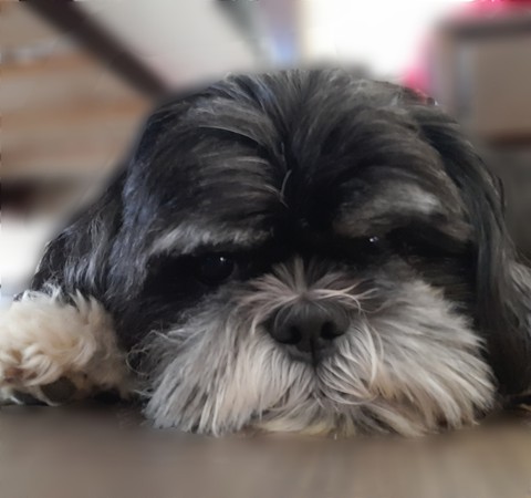 beauty dog